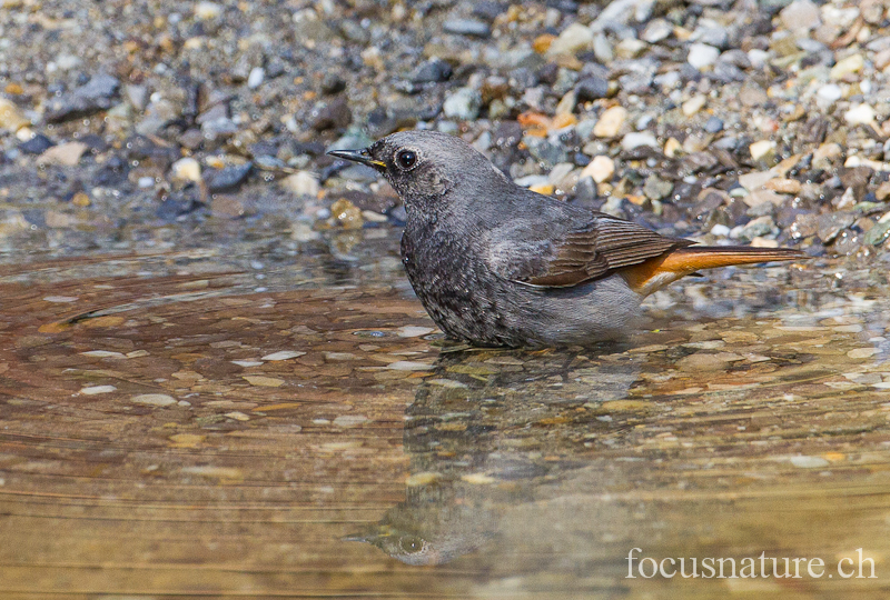 Rougequeue noir 2528.jpg - Rougequeue noirPhoenicurus ochrurosBlack Redstart (Ermitage, Genève, Suisse, mars 2012)